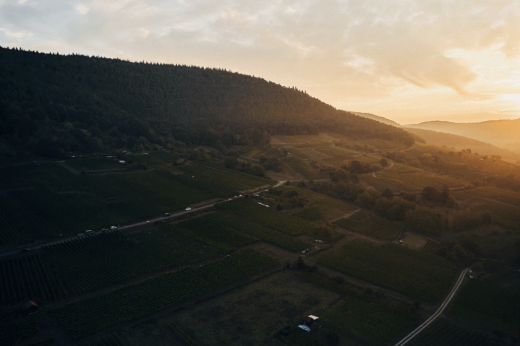 The Vineyards of Weingut Rudolf Fürst.