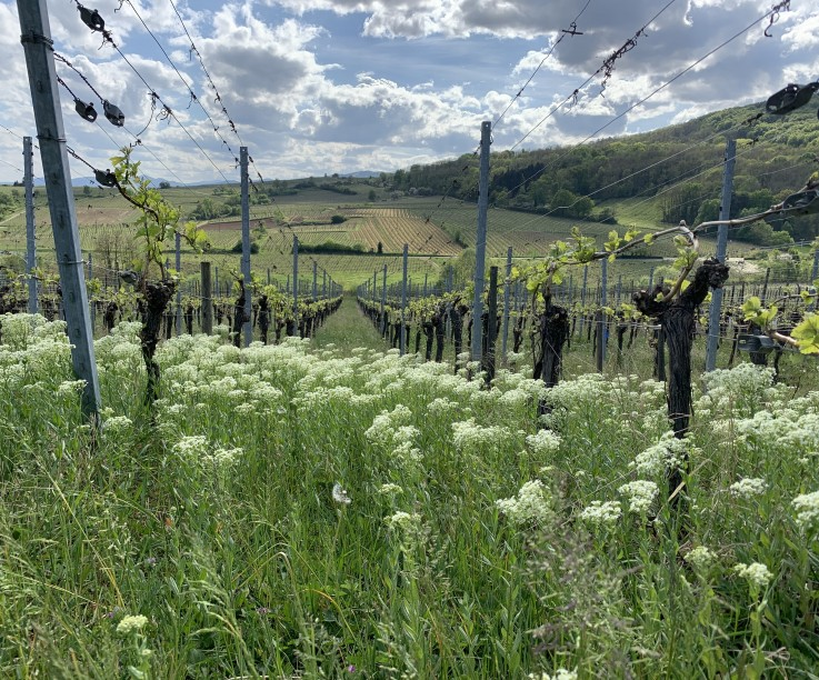 Complantation in practice: densely planted vines and spontaneous vegetation reflect a vineyard managed as a living ecosystem — one where biodiversity replaces intervention, and terroir takes the lead.