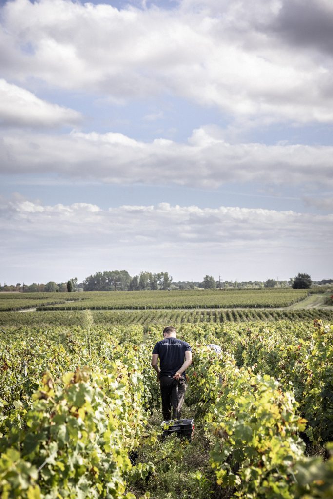 Château Palmer's certified organic vineyards.