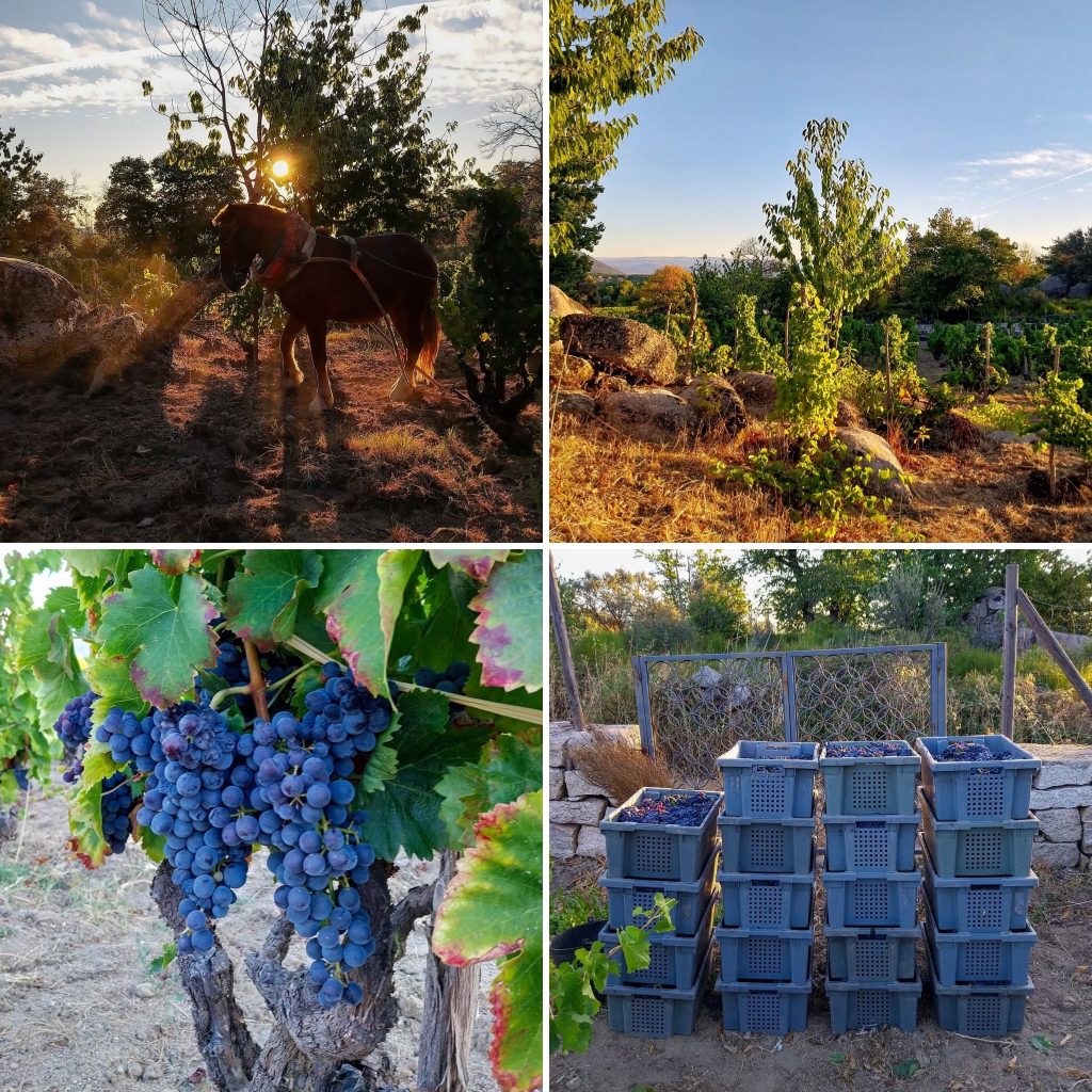 Garnacha vineyards at  harvest - compact and  ripe grapes, shaped by altitude and granite.
