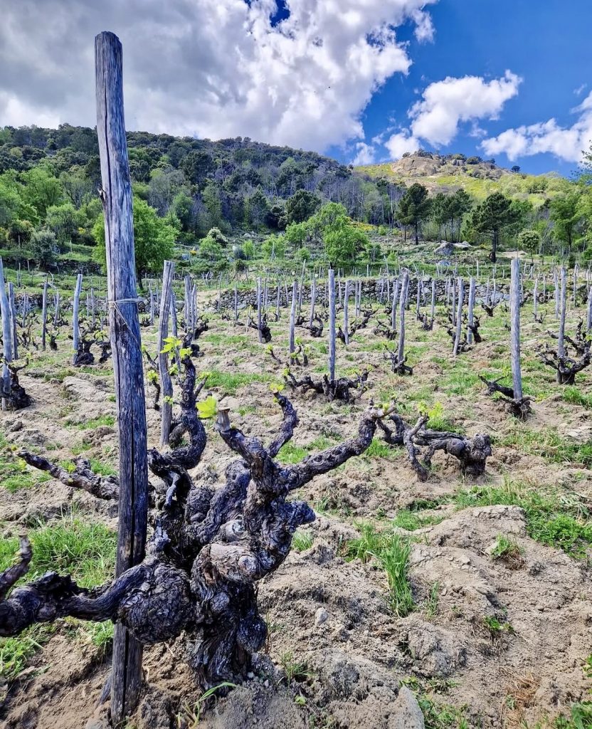 Old bush vines on poor granite soils, widely spaced and individually staked to survive the extremes of Gredos.