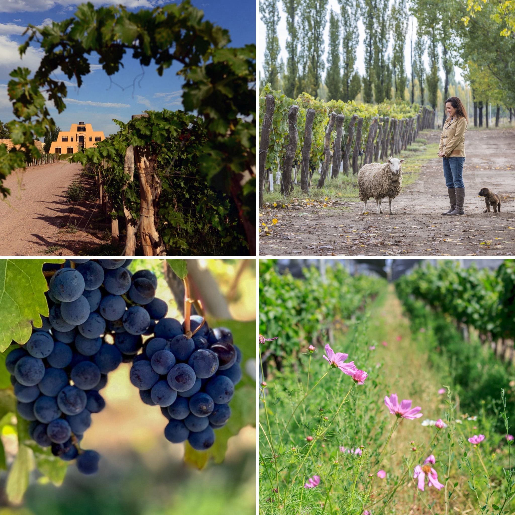 Catena Zapata - World Environment Day.