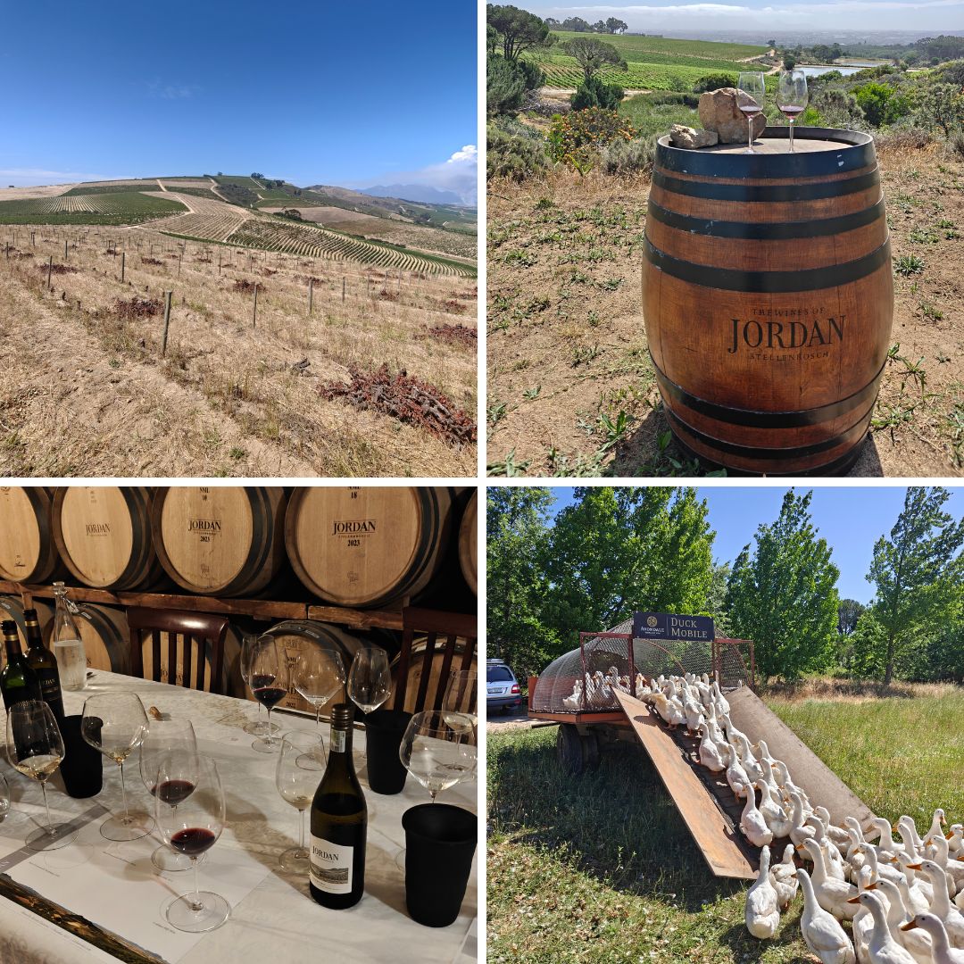 The Cape’s Dual Grammar of Winemaking.