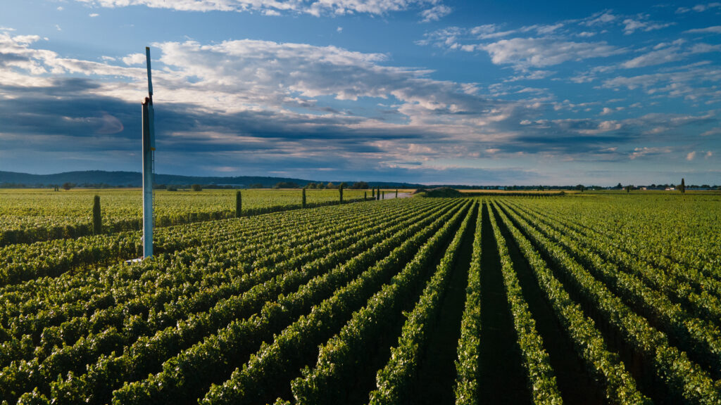 Vie di Romans richt zich op de druivensoorten die het terroir van het domein het beste vertegenwoordigen.