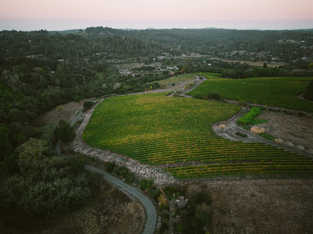 Littorai at 30 Years: Does California Age? - Dutch Wine Apprentice