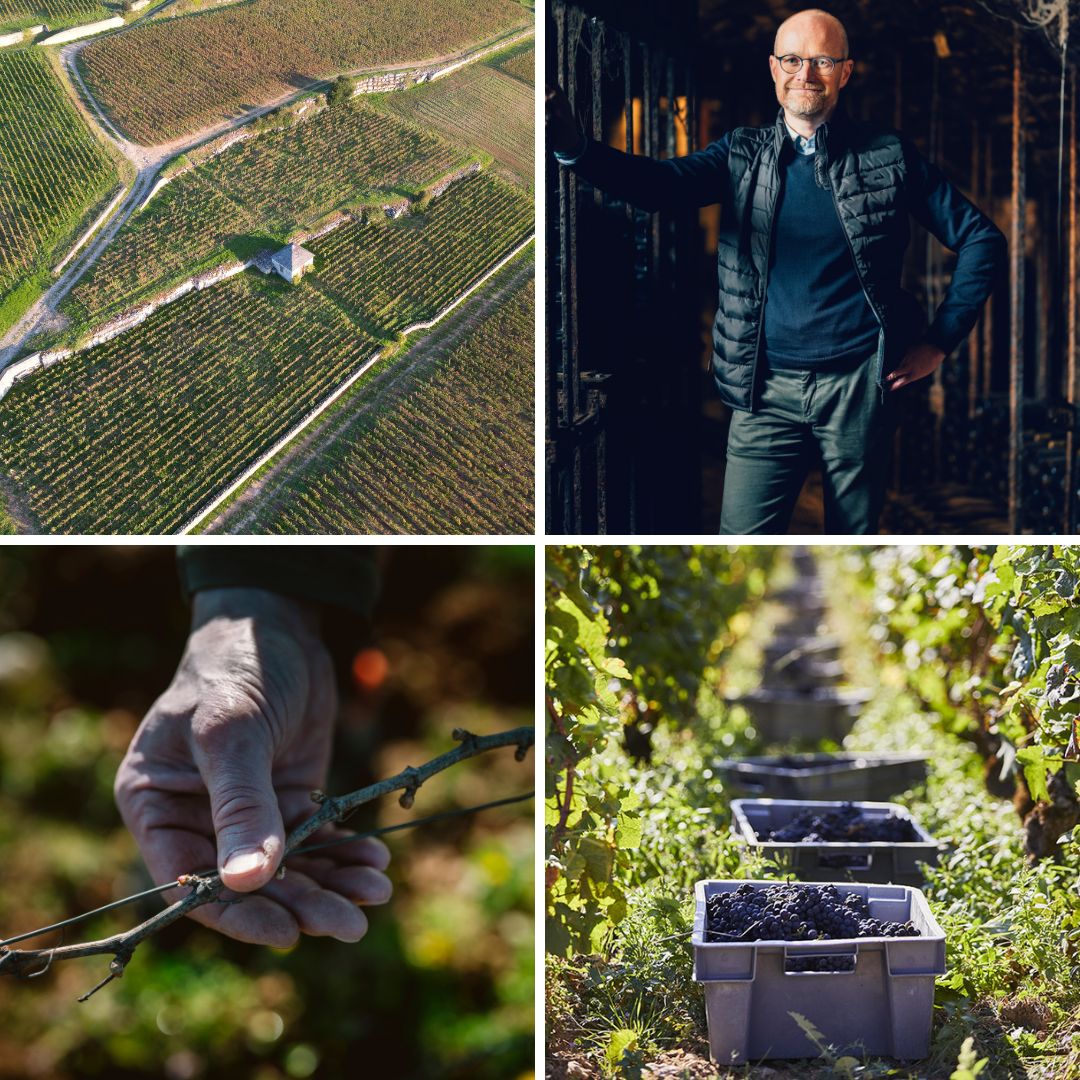 Vignoble des Cabottes.